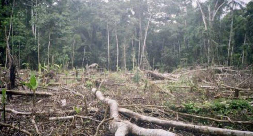 De acuerdo a un reciente estudio, la deforestaci&oacute;n de la Amazon&iacute;a peruana es menor en &aacute;reas donde las comunidades ind&iacute;genas cuentan con t&iacute;tulos de propiedad (EFE)