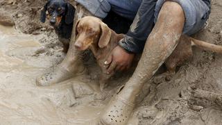 Perros y gatos rescatados de huaicos son atendidos por veterinarias solidarias