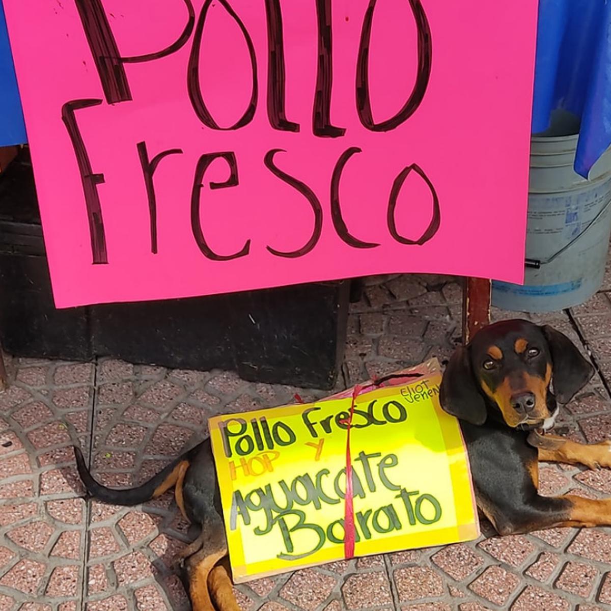 La historia de Eliot Veneno, el perro que promociona el negocio de sus  dueños con un letrero | Facebook | México | Foto viral | Historias | nnda  nnrt | HISTORIAS | MAG.