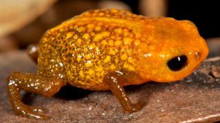 Científicos descubren siete nuevas ranas minúsculas en Brasil