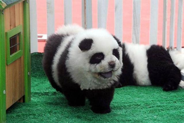 Los perros panda o pandogs son la última sensación de mascotas en China. | Foto: @12News