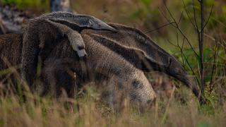 Bolivia: científicos exploran y descubren algunos secretos de los Llanos de Moxos