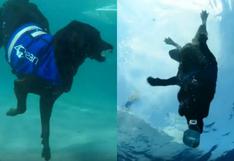 Conoce a Lila, el perro que limpia el océano de basura aprovechando su talento para la natación