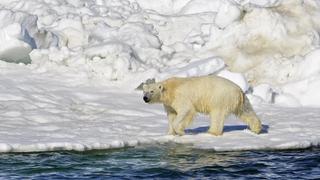 Oso polar mata a mujer y a su bebé de un año en un pueblo de Alaska