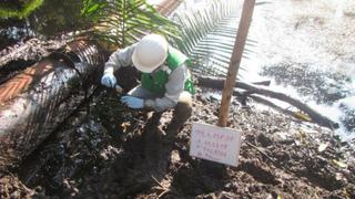 Loreto: OEFA inicia investigaciones ante derrame de petróleo