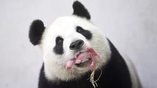 Panda gigante nace en zoológico de Bélgica