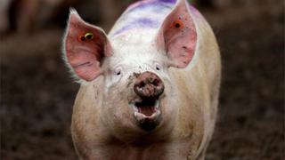 Científicos logran mantener con vida cerebros de cerdos decapitados