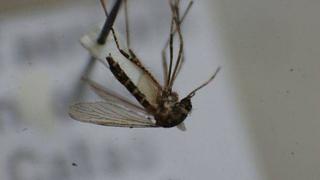 Denuncian uso de fondos contra el dengue en bonos salariales