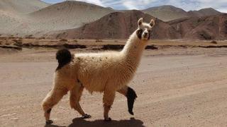 La llama, nuevo guardián de los rebaños de ovejas en las montañas de Suiza