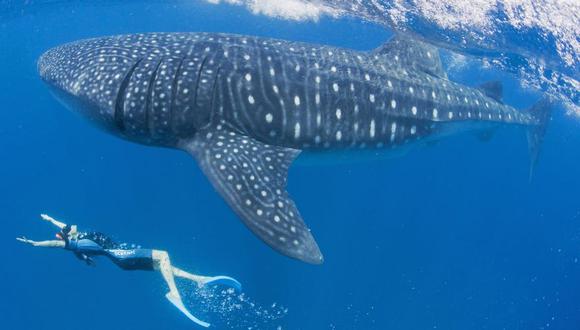 El tiburón ballena es el pez más grande del planeta. (Foto: AFP)