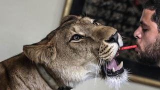 Domadores de leones ofrecen espectáculos desde su casa en El Cairo | FOTOS
