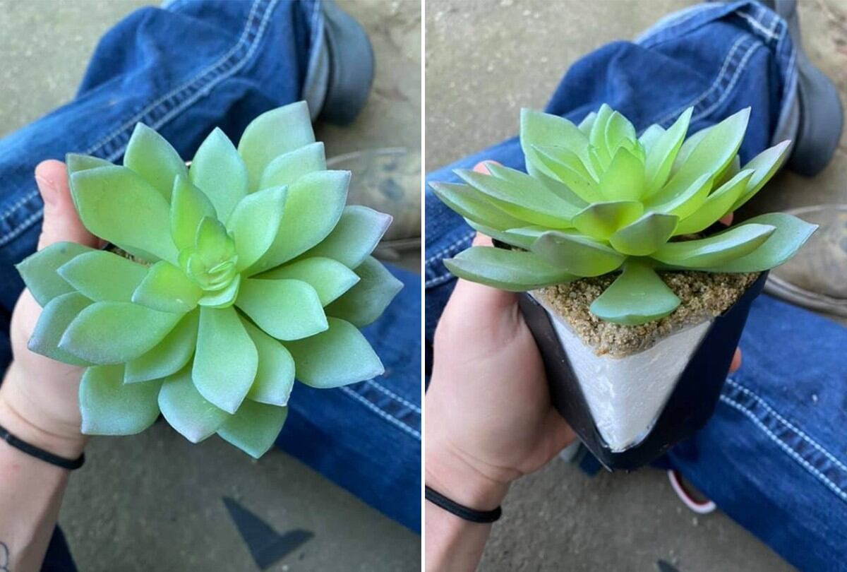 Mujer descubrió que la planta que ha estado regando durante dos años es en realidad de plástico. (Facebook | Caelie Wilkes)