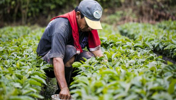 Cambio climático obligará a sembrar café cada vez a más altura