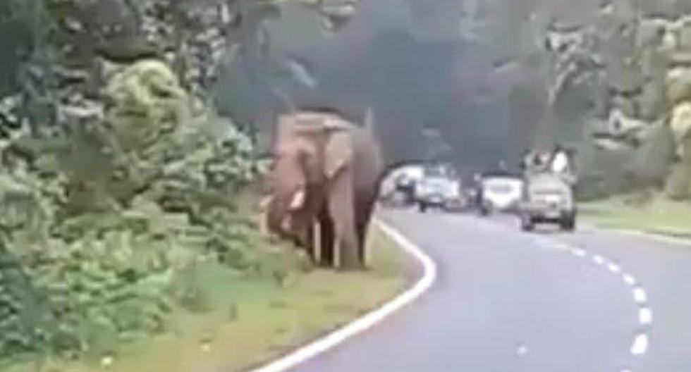 Un elefante aplastó hasta matar a un hombre que salió de su vehículo en una carretera, al norte de la localidad de Bengala, para fotografiar de cerca sus colmillos. (Foto: captura de YouTube)