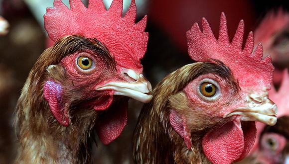 La influenza aviar afecta a las aves de corral. (Foto: RODRIGO ARANGUA / AFP)