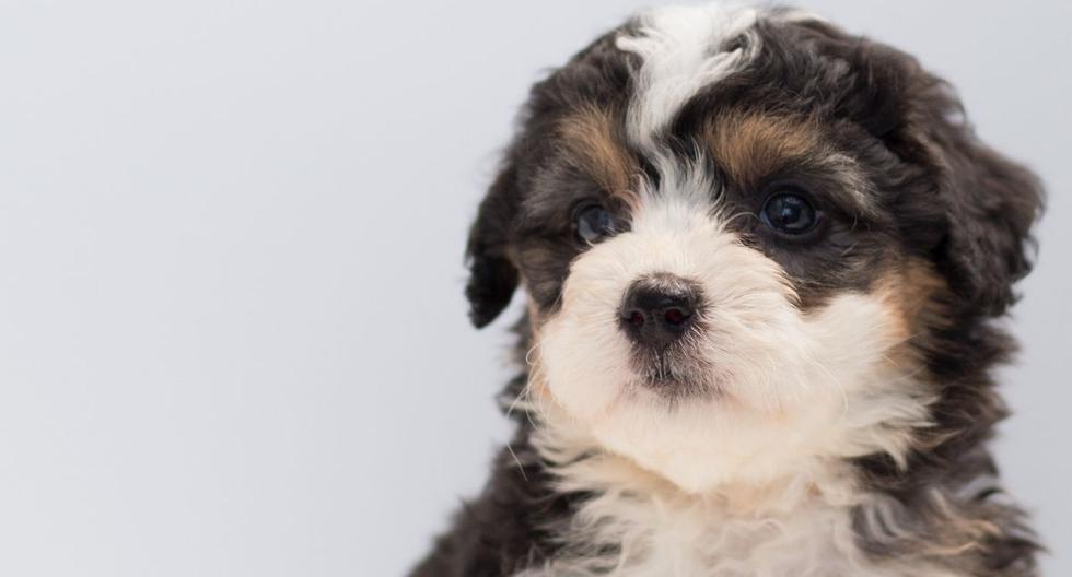 La perrita no dudó en acompañar a su amo en su momento más crítico. (Foto referencial: Pexels)