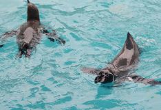 Chile: denuncian matanza de centenares de pingüinos y lobos marinos