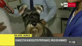 Coronavirus en Perú: ¿Las mascotas pueden transmitir el Covid- 19?