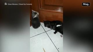 Comediante rescata gatitos bajo la lluvia y se vuelve viral