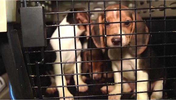 Rescatan a 4.000 perros a los que iban a usar para experimentos farmacéuticos en Estados Unidos. (Reuters).