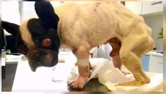 El can fue robado en España cuando apenas tenía un año (Foto: Captura de video)