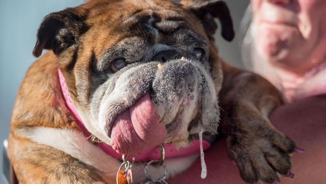 Estos son los perros más feos del mundo. (Foto: AFP)