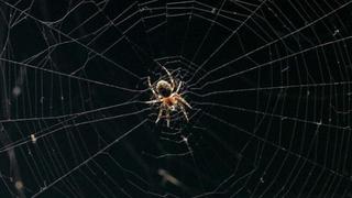 ¿Por qué no debemos matar todas las arañas que están en casa?