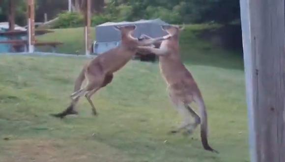 Australia: Dos canguros boxeadores se estrellan contra la carpa de una familia | Foto: Twitter