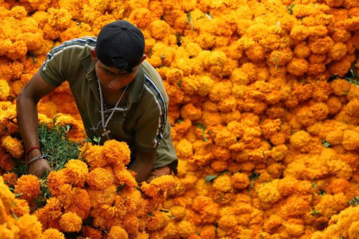 Cempasúchil, la flor del Día de Muertos: significado y para qué sirve |  Ofrendas | México | Día de los difuntos | Flor de 20 pétalos | RESPUESTAS |  EL COMERCIO PERÚ