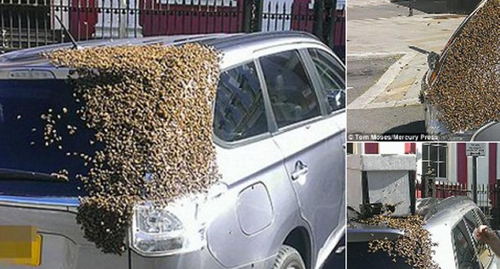 Veinte mil abejas cercaron un auto por dos días porque su abeja reina estaba encerrada en un auto. (Foto: Tom Mose)