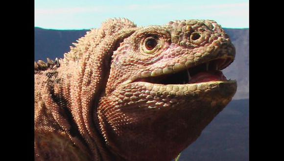 Erupciona volcán en el único santuario de iguanas rosadas