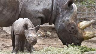 Reintroducen en Ruanda una especie desaparecida de rinoceronte