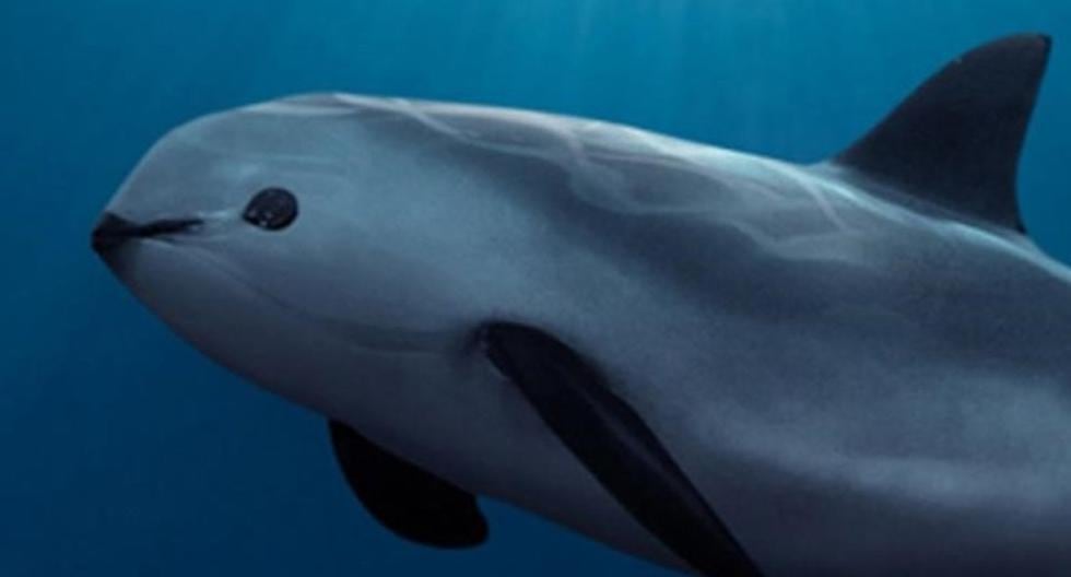 La vaquita marina está en riesgo inminente de desaparecer, y de no adoptarse medidas urgentes podría extinguirse antes del 2018. (Foto: Getty Images)