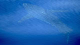 El sorprendente avistamiento de un tiburón blanco después de 40 años