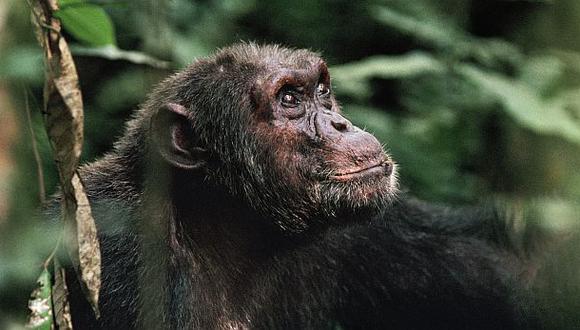 Ébola: Guinea prohíbe el consumo humano de monos o ratas
