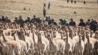 Ayacucho: la batalla por salvar a las vicuñas de la caza furtiva en medio de la pandemia del COVID-19