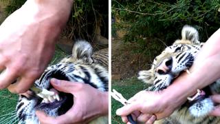 Usa unas pinzas para sacarle un diente picado a un tigre y se vuelve viral en Facebook