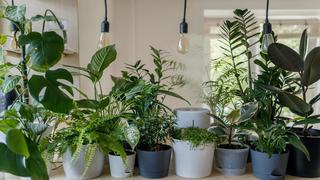 Plantas que no deben faltar en tu sala