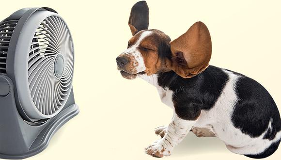¡Cuidado con el calor! mantén a tu perro fresco