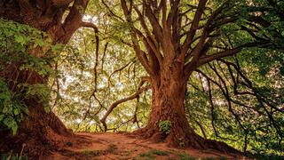 Día del Árbol en Perú: ¿cuándo se conmemora y por qué es importante esta fecha?