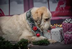 WUF: perro recibe insólito regalo de Navidad y se vuelve protagonista de un hilarante momento