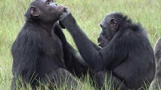 ¿Medicamento natural? Observan a chimpancés aplicando restos de insectos sobre sus heridas