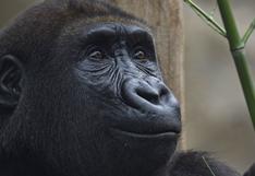 Controvertido estudio con monos reaviva el debate sobre las pruebas con animales