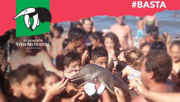 Turistas provocaron la muerte de un delfín por sacarse fotos
