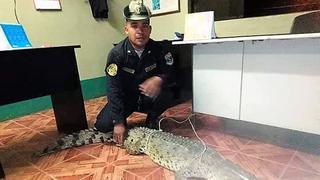 Tumbes: rescatan a cocodrilo que sorprendió caminando en las calles