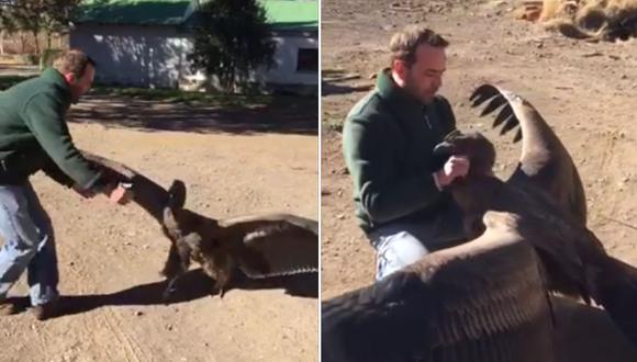 Un hombre salvó a un cóndor y tiempo después el animal fue a agradecerle el gesto. Lo ocurrido fue registrado en imágenes que han dado la vuelta al mundo. (Facebook)