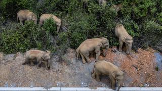 China: 15 elefantes emprenden una larga marcha por el suroeste del país | FOTOS