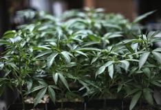 Colombia exportará cannabis para uso medicinal tras firmar decreto