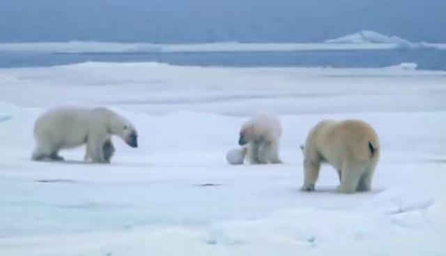 Un trío de osos polares se divierten de lo lindo con una cámara espía de forma esférica. (Fotos: BBC Earth en YouTube)