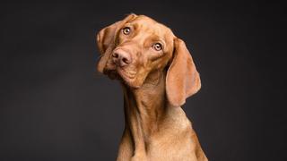 Mascotas: el posible y singular origen del término ‘Firulais’ para nombrar a los perros